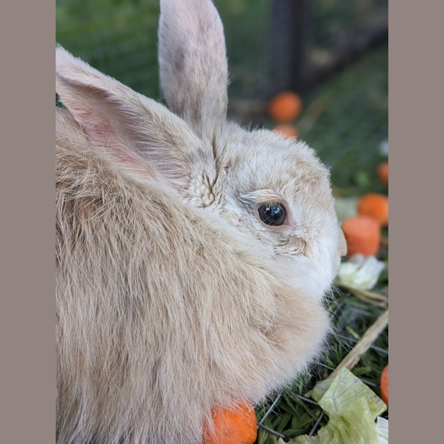 Photo of 🐰 Poppy Stk145 🐰