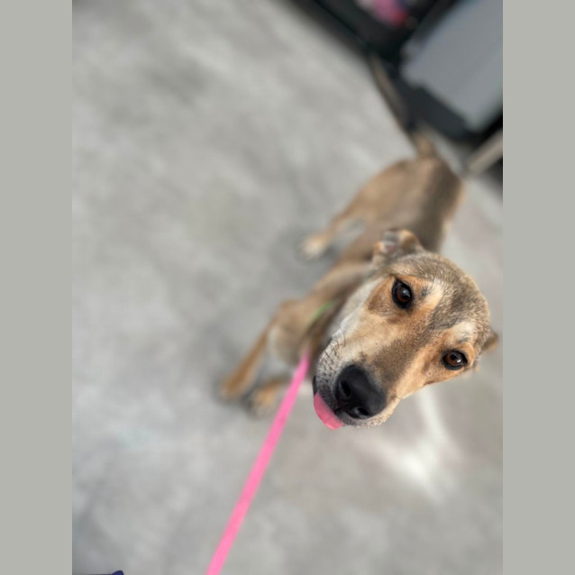 Photo of Daisy