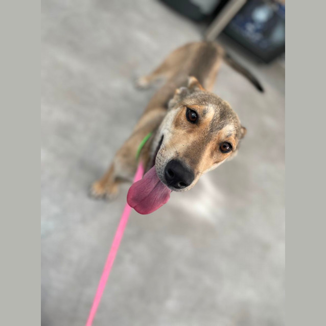 Photo of Daisy