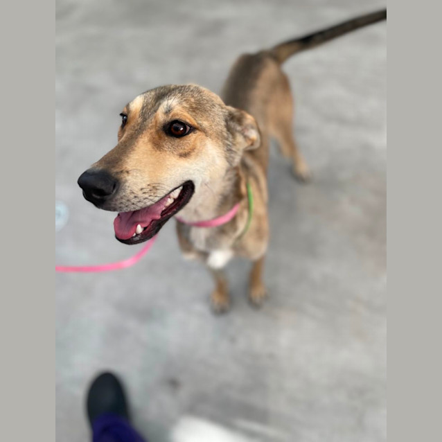 Photo of Daisy