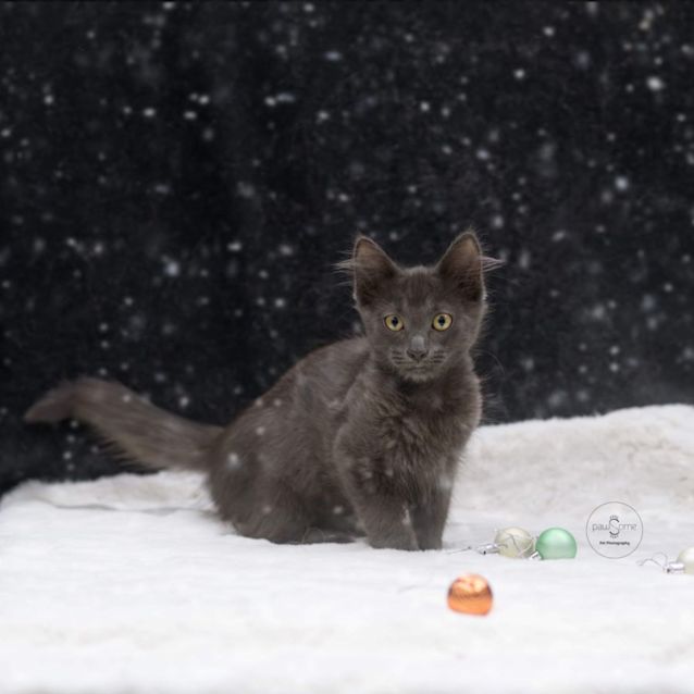 Photo of Vaxildan **2nd Chance Cat Rescue**