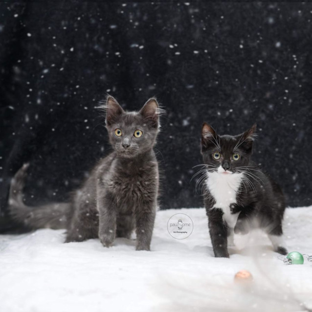 Photo of Vexahlia **2nd Chance Cat Rescue**