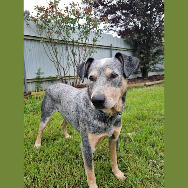 Photo of Rocky