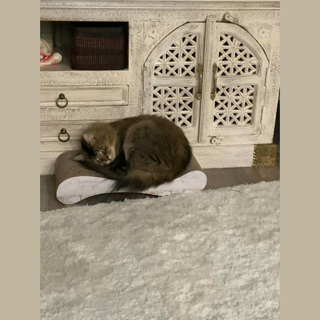 Photo of Eliza & Andre 🌹🐈‍⬛