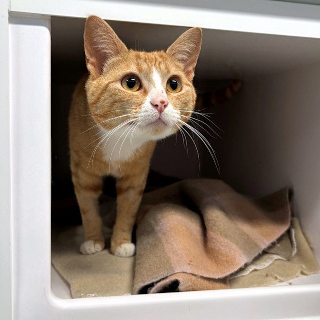 Photo of Flame Sua012023