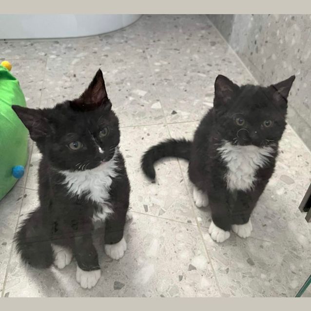 Photo of Sammy & Beans 