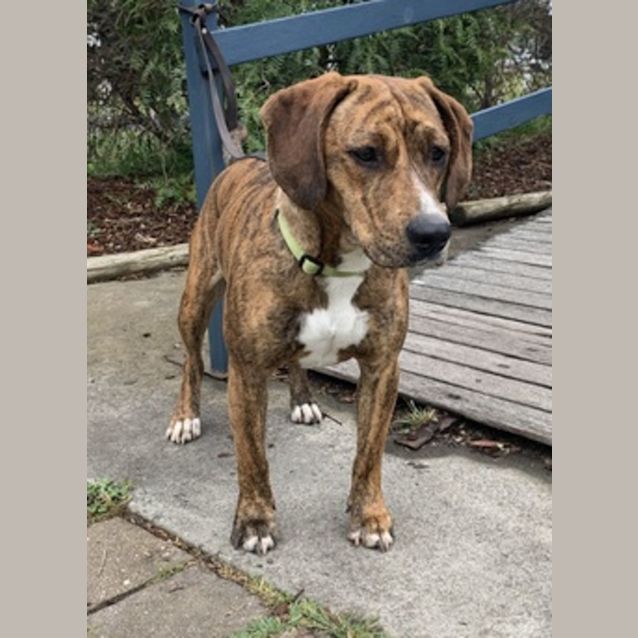 Phoebe 61497 Medium Female Beagle X Staffy Mix Dog In VIC PetRescue phoebe-61497-medium-female-beagle-x-staffy-mix-dog-in-vic-petrescue