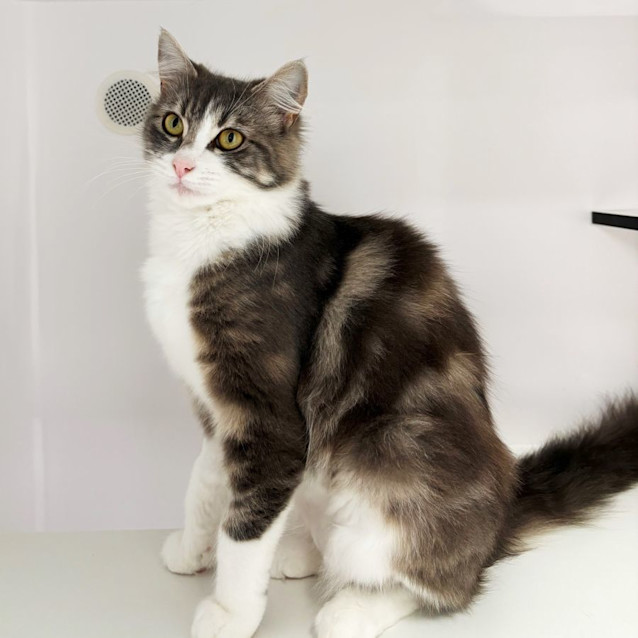 Photo of Peppermint Sta011883