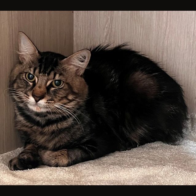 Photo of C1259 King Julian