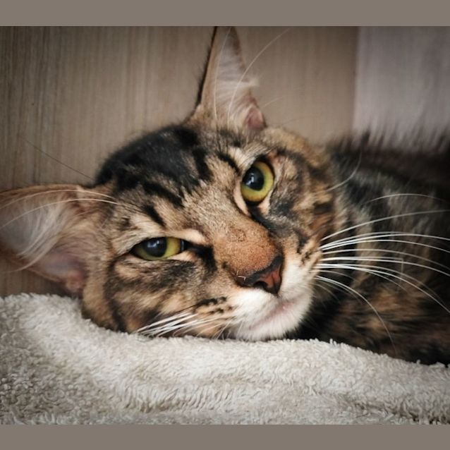 Photo of C1259 King Julian