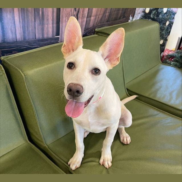 Photo of Ducky Imp 2079