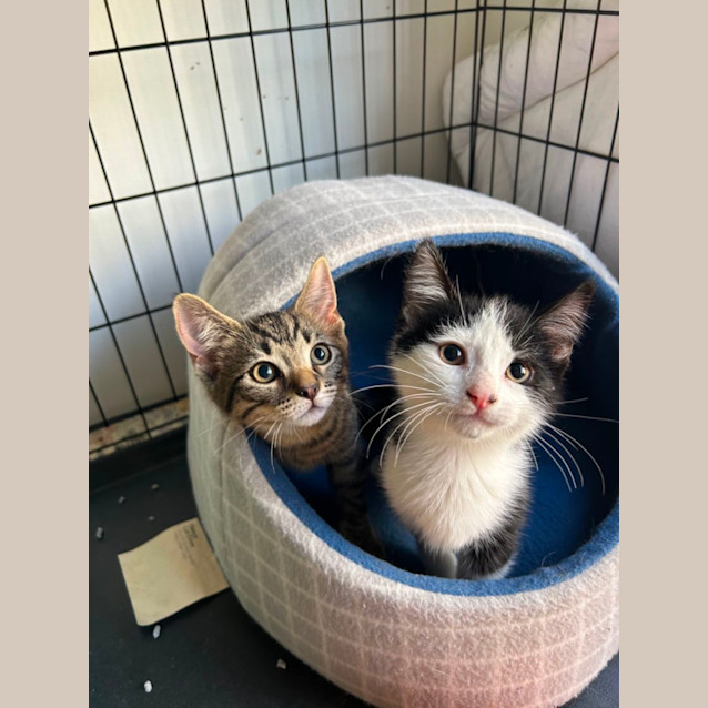 Photo of Roger And Pepe