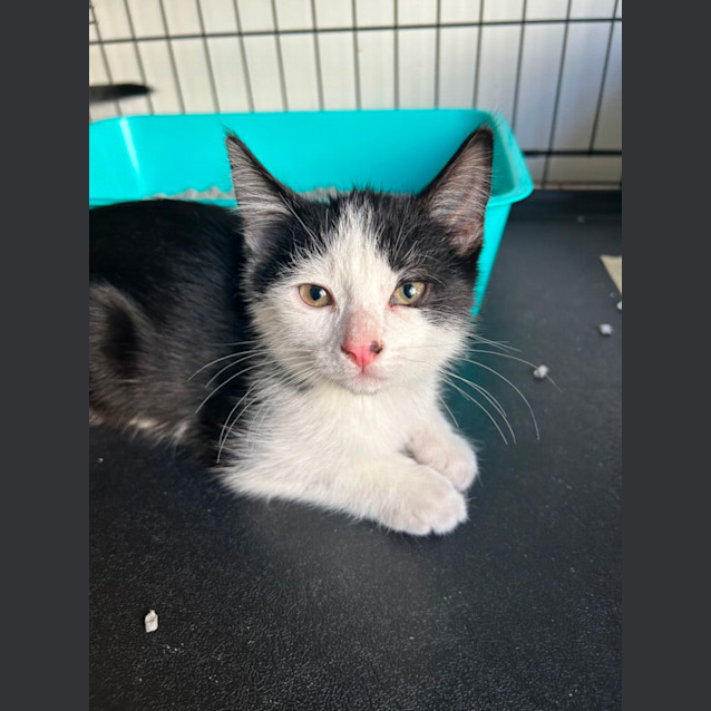 Photo of Roger And Pepe