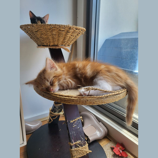 Photo of Jemma & Jeffrey 🌸🐈‍⬛