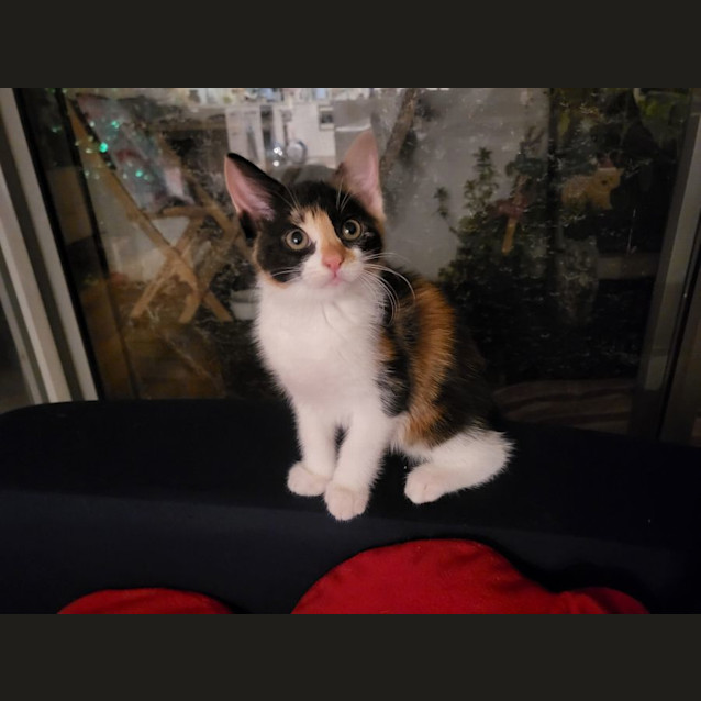 Photo of Jemma & Jeffrey 🌸🐈‍⬛