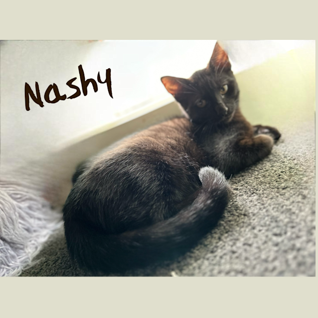 Photo of Nashy & Anderson 🐈‍⬛🐈‍⬛
