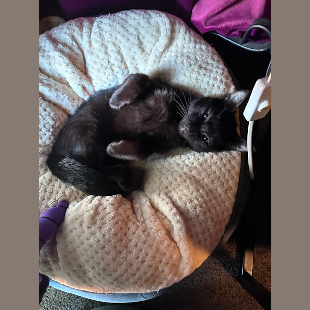 Photo of Nashy & Anderson 🐈‍⬛🐈‍⬛