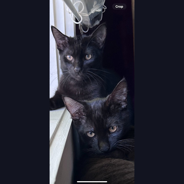 Photo of Nashy & Anderson 🐈‍⬛🐈‍⬛