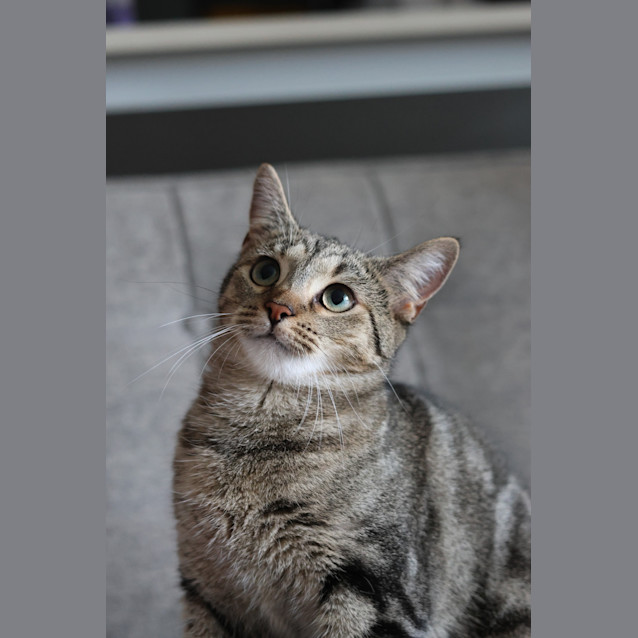 Photo of Trixie