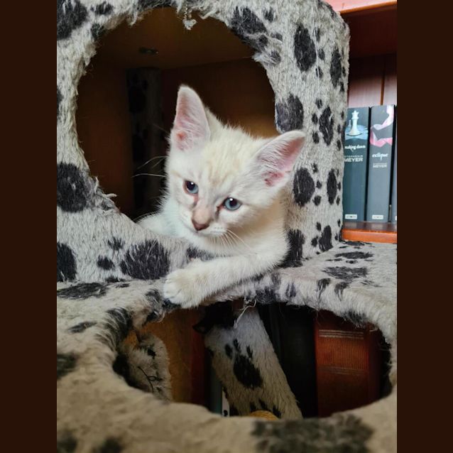 Photo of Luna