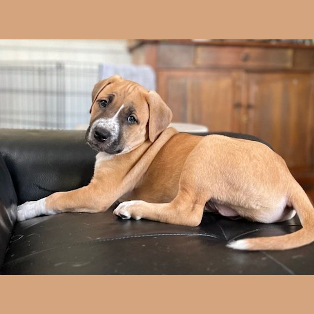 Photo of Penny 