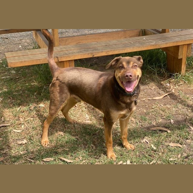 Photo of Rusty