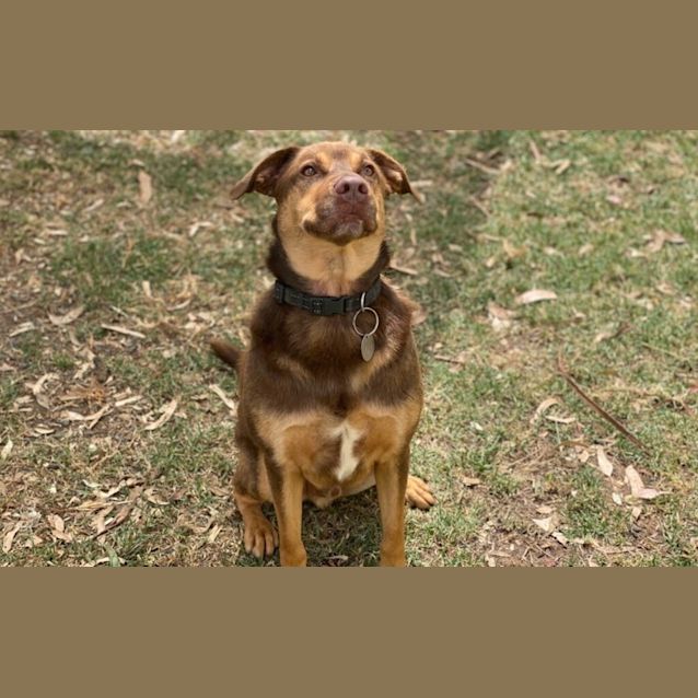 Photo of Rusty