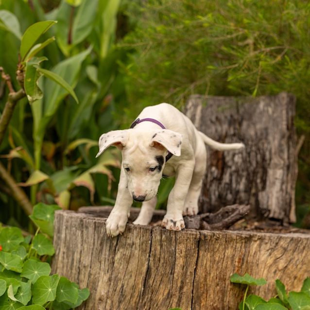 Photo of Opal