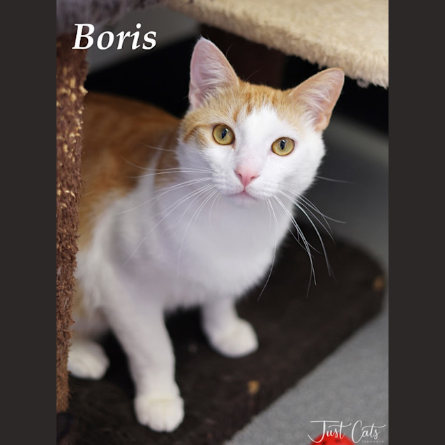 Photo of Boris
