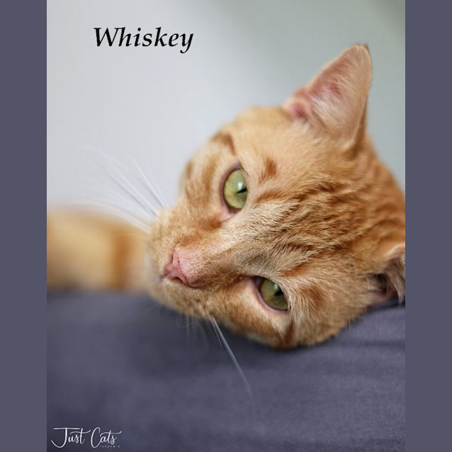 Photo of Whiskey