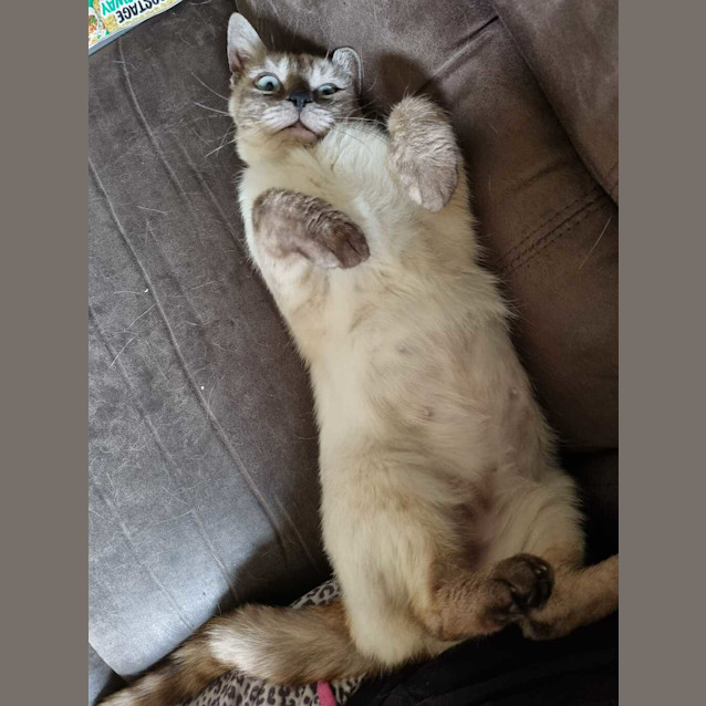 Photo of Willow