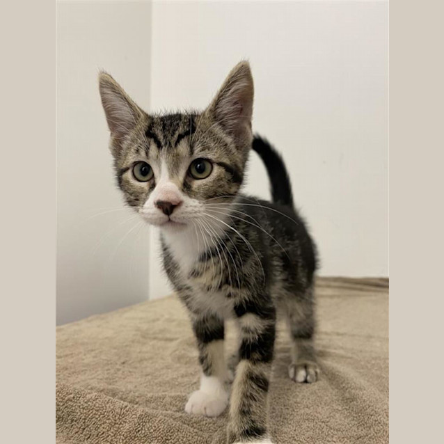 Photo of Bandit