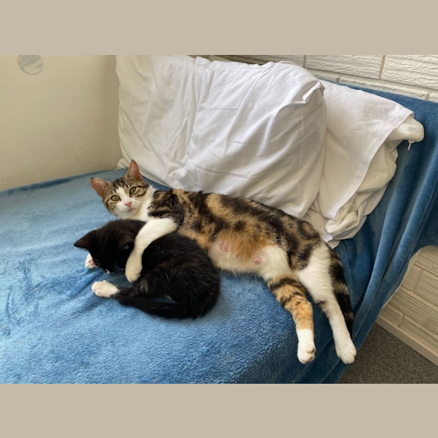 Photo of Mumma Dribbles 