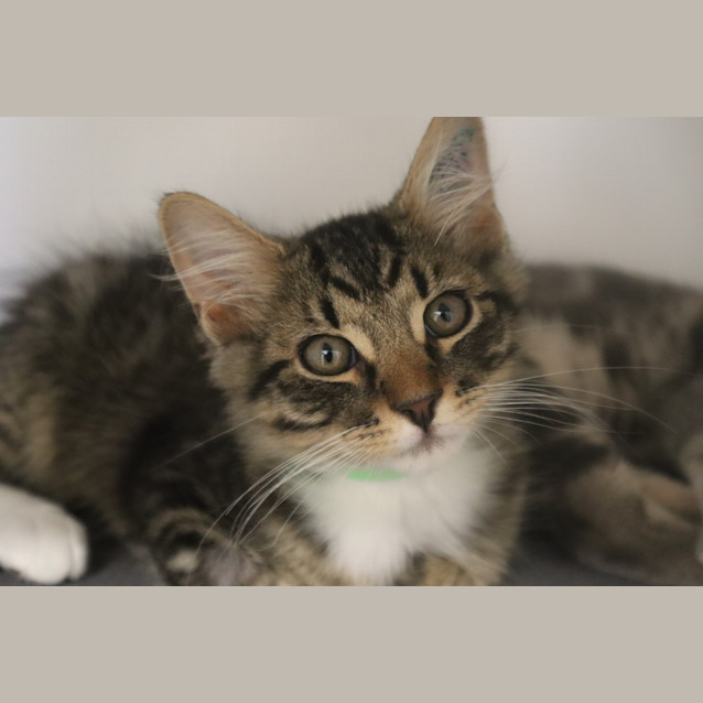 Photo of Misty