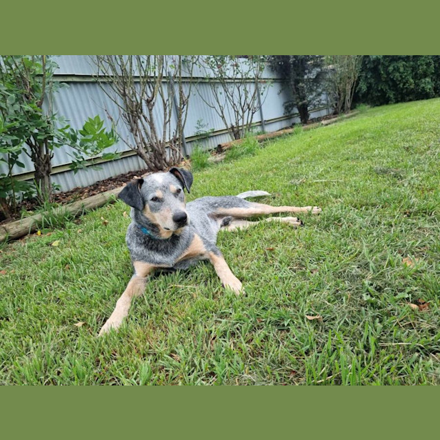 Photo of Rocky
