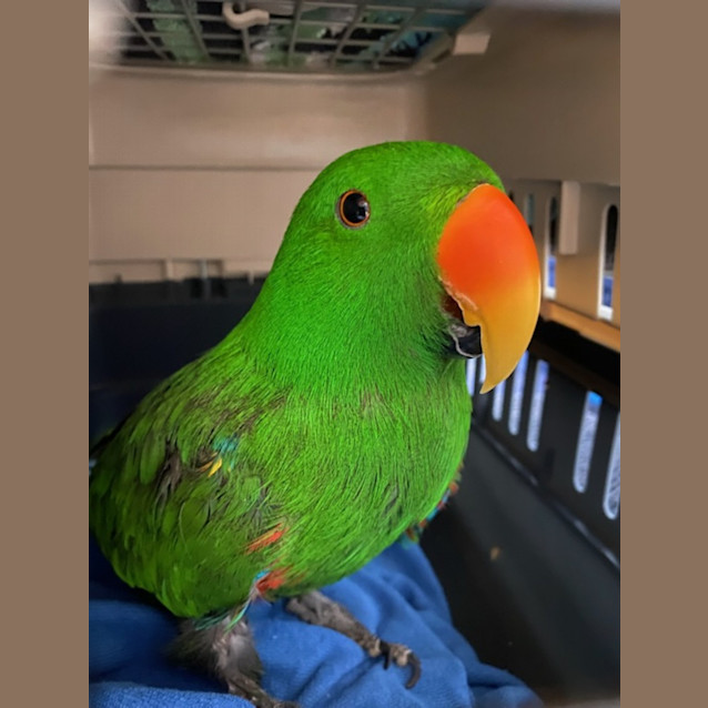 Photo of Honk