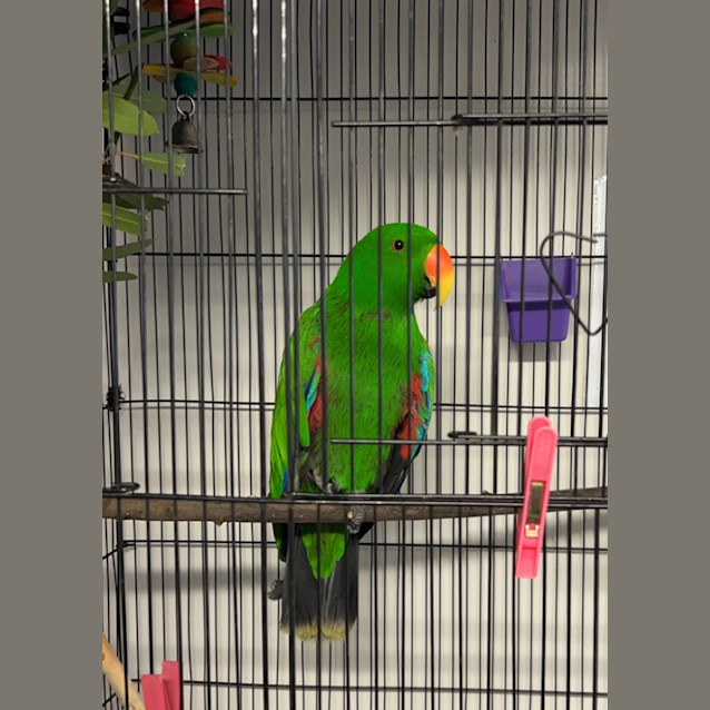 Photo of Honk