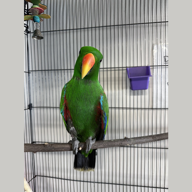 Photo of Honk