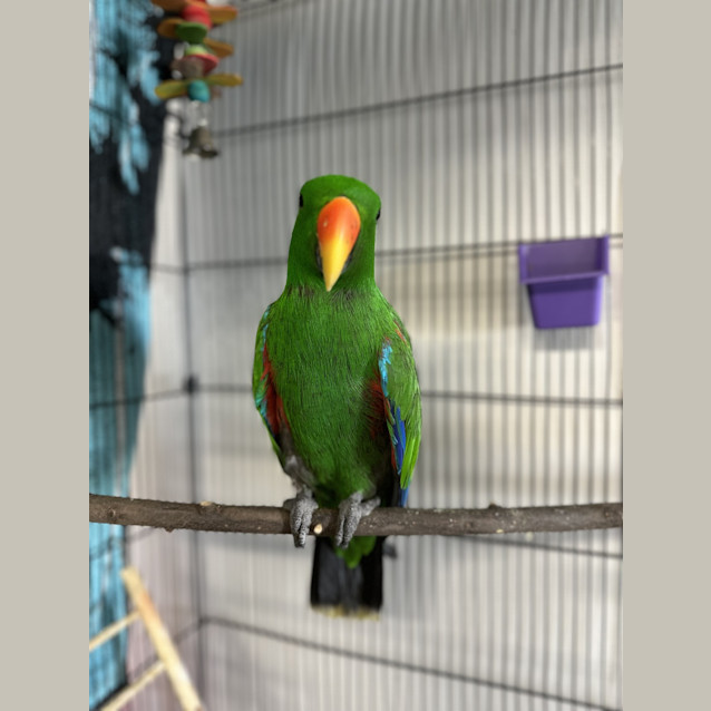 Photo of Honk
