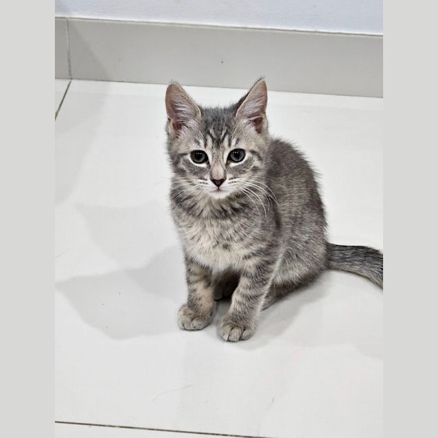 Photo of Atlas