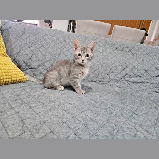 Photo of Atlas