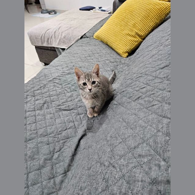 Photo of Atlas