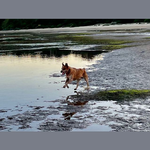 Photo of Rosco