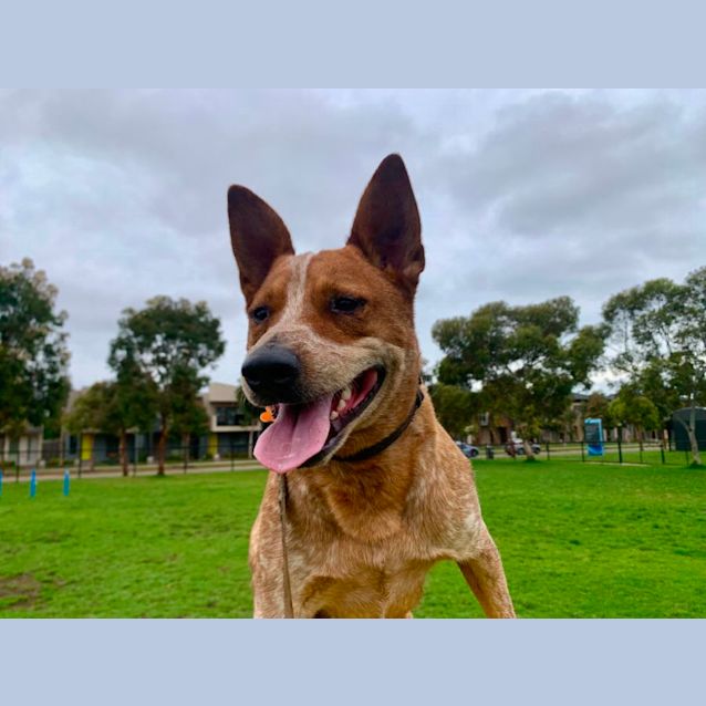 Photo of Rosco