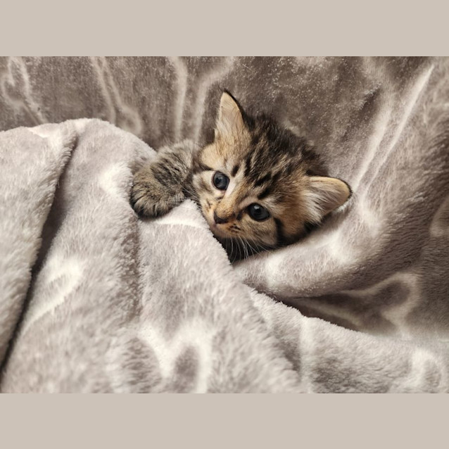 Photo of Vixen 🦌🎄