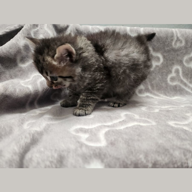 Photo of Vixen 🦌🎄