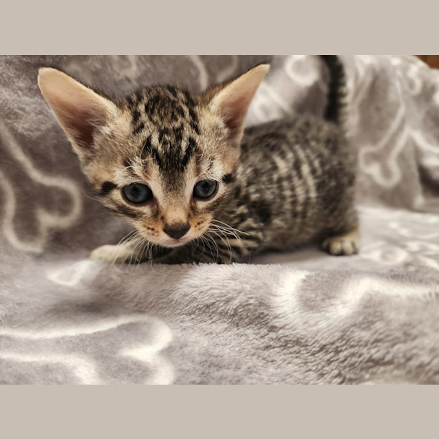 Photo of Comet 🦌🎄