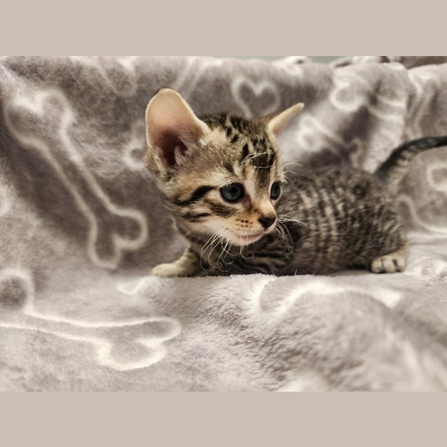 Photo of Comet 🦌🎄