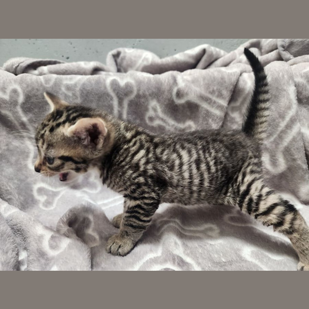 Photo of Comet 🦌🎄