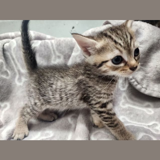 Photo of Cupid 🦌🎄❤